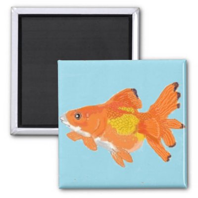 goldfish magnet