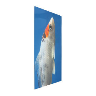Goldfish Metal Wall Art, 20" x 30" Print