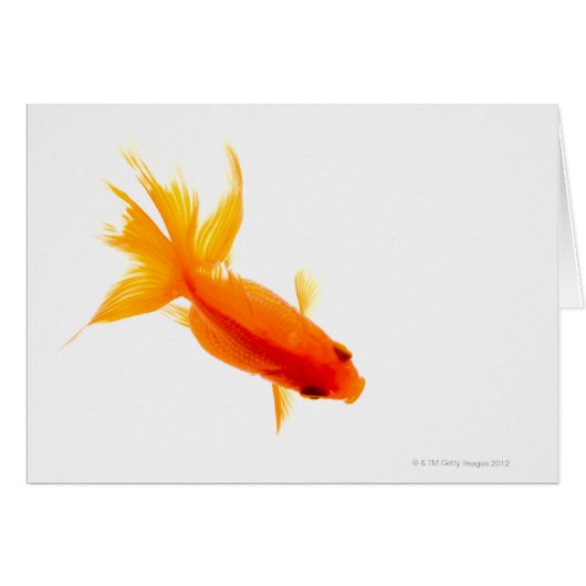 Goldfish, overhead view cards (Front Horizontal)