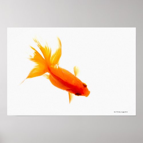 Goldfish overhead view poster