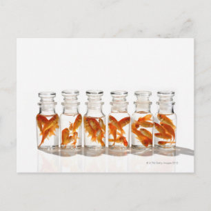Goldfish Postcard