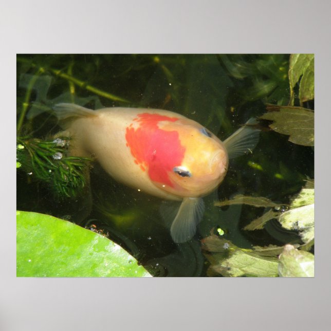 Goldfish Print (Front)