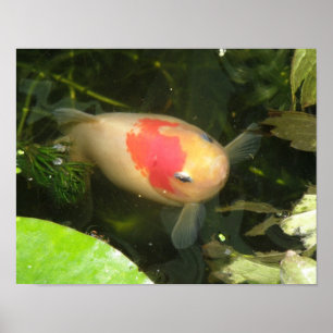 Goldfish Print