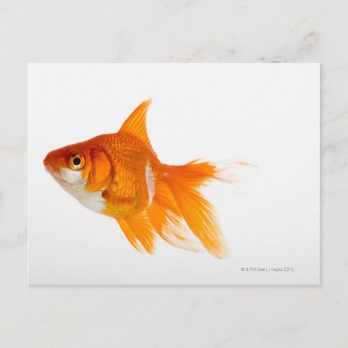 Goldfish side view postcard