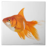 Goldfish, side view tile<br><div class="desc">Goldfish, side view | Yasuhide Fumoto | AssetID: 200411515-001</div>