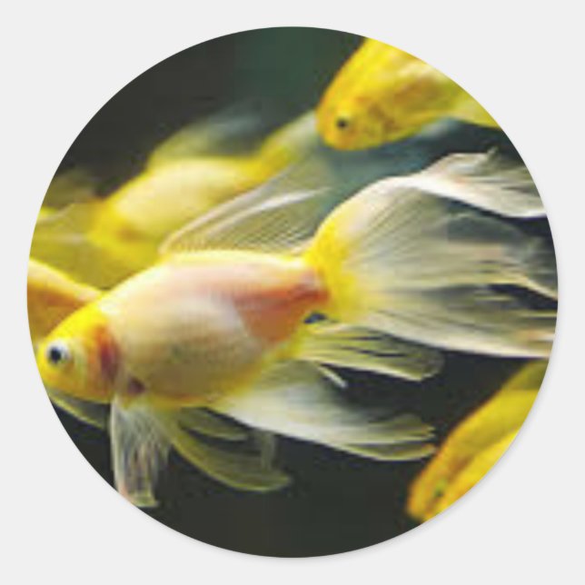 Goldfish sticker (Front)