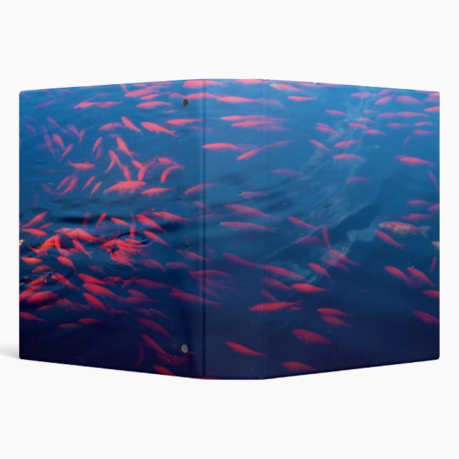 Goldfish Swimming in Still Pond 3 Ring Binder (Background)