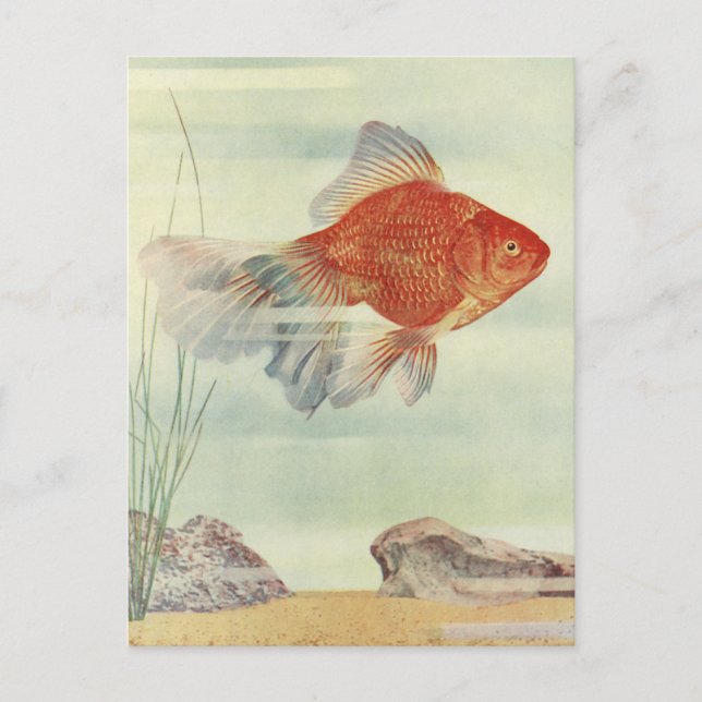 Goldfish T-Shirts, Cards & Gifts! (Front)