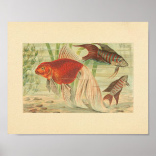 Goldfish Tropical Fish Vintage Color Art Print