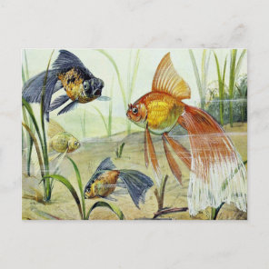 Goldfish Vintage Art Postcard