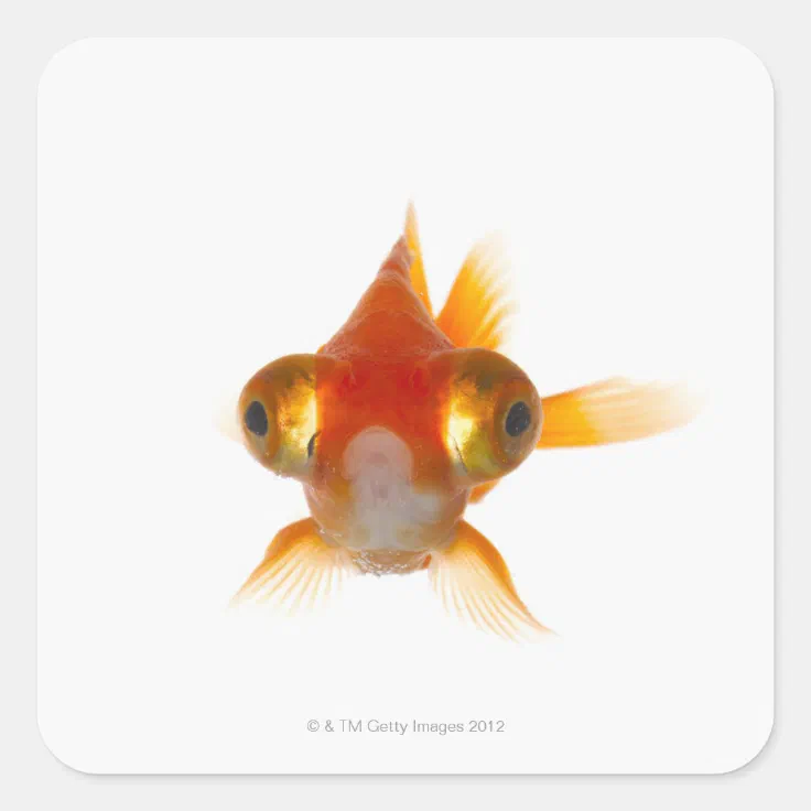 Goldfish With Big Eyes 2 Square Sticker Zazzle