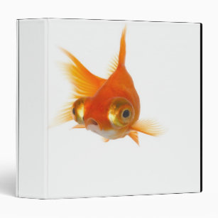 Goldfish with Big eyes Binder