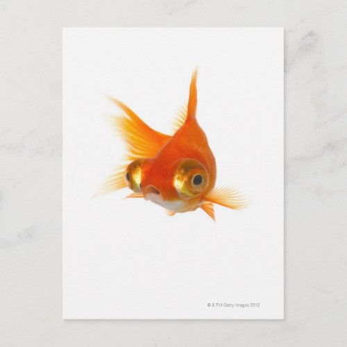 Goldfish with Big eyes Postcard