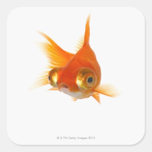 Goldfish with Big eyes Square Sticker