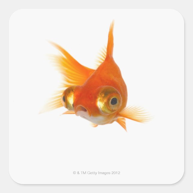 Goldfish with Big eyes Square Sticker (Front)