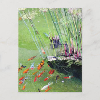 Goldfishes Postcard