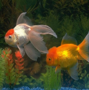 aquarium pet id tags