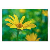 Goldie (Front Horizontal)