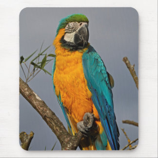 Goldie Blue Mousemat Mouse Pad