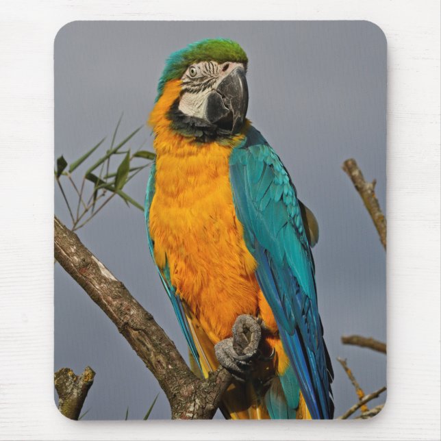 Goldie Blue Mousemat Mouse Pad (Front)