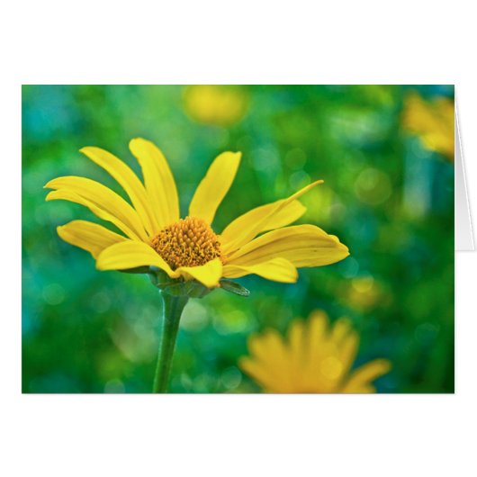 Goldie Cards (Front Horizontal)