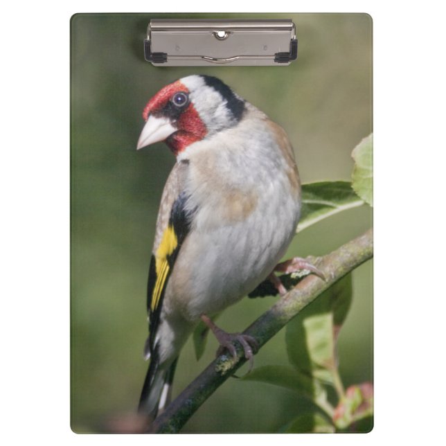 Goldie Clipboard (Front)