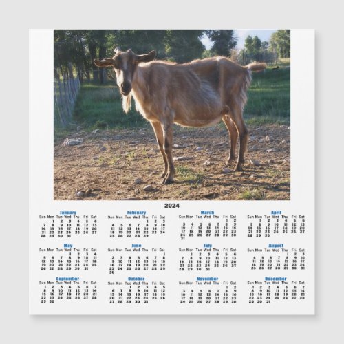 Goldie Goat 2024 Calendar Card