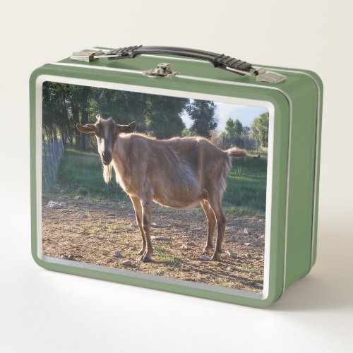 Goldie Goat Metal Lunch Box