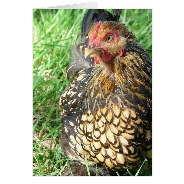 Goldie the Hen Cards (Front)