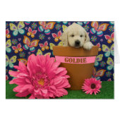 Goldie, week 5 photo (Front Horizontal)