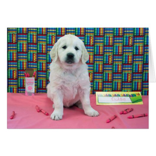 Goldie week 6 (Front Horizontal)