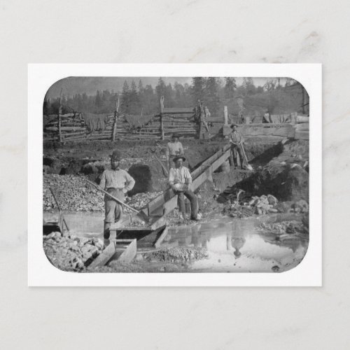 Goldminers Gold Rush Miners  California 1850 Postcard