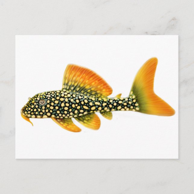Goldy Sunshine Pleco Postcard (Front)