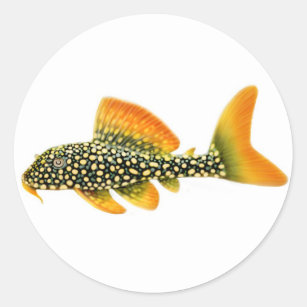 Channel Catfish - Freshwater Fishing Rectangular Sticker