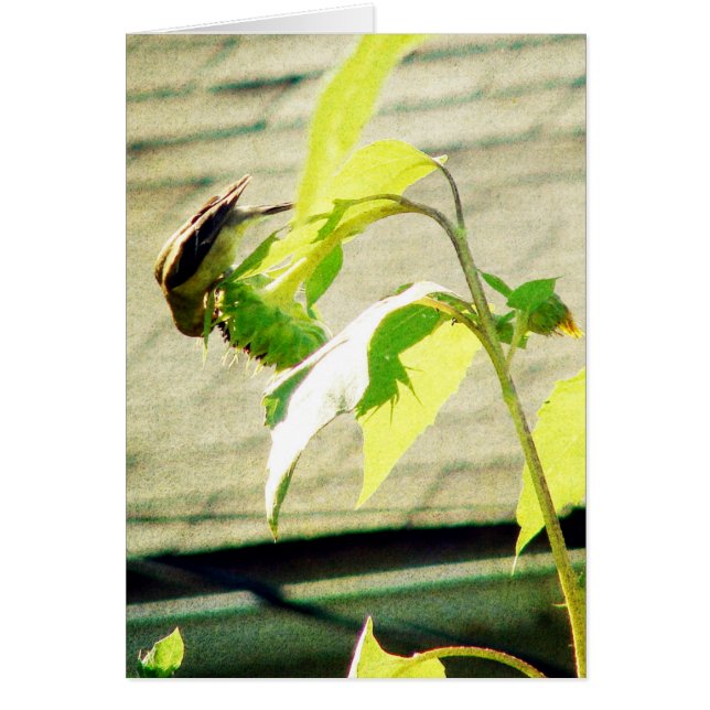 Golfinch and Sunflower Cards (Front)