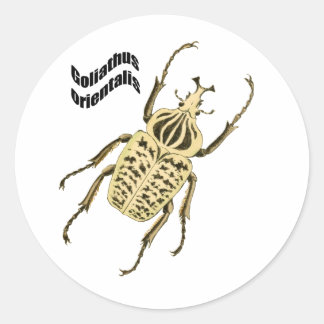 Goliathus orientalis classic round sticker