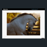 Golodrina Skin<br><div class="desc">Andalusian Mare Golodrina II</div>