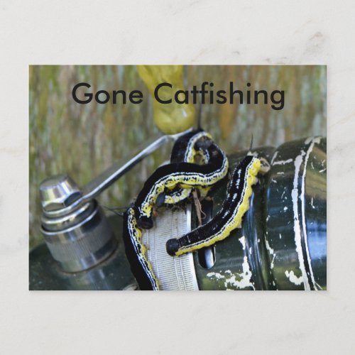 Gone Catfishing Catalpa Worms Old Reel Postcard