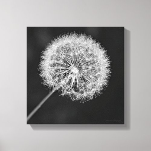 Gone to Seed Canvas Print