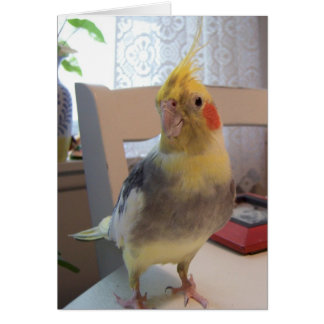 Good Bird Cards