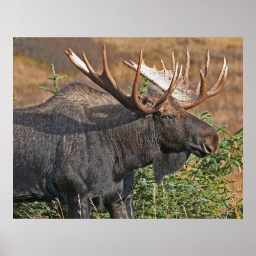 Good Bull Moose Poster