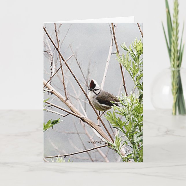 Good Hair Day/Taiwan Yuhina Bird Cute Birthday Card (Front)