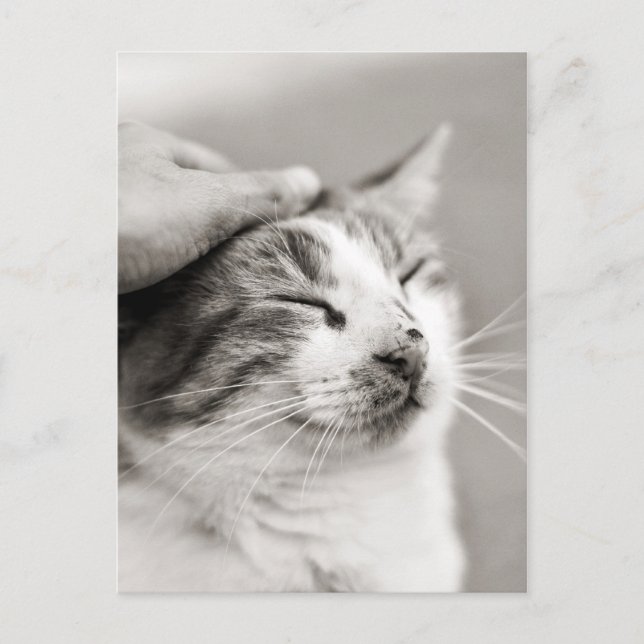 Good kitty! - Postcard (Front)
