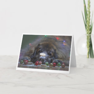 Good Leonberger Christmas Card