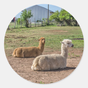 Good Looking Llamas	(lama glama) on Green Grass Classic Round Sticker