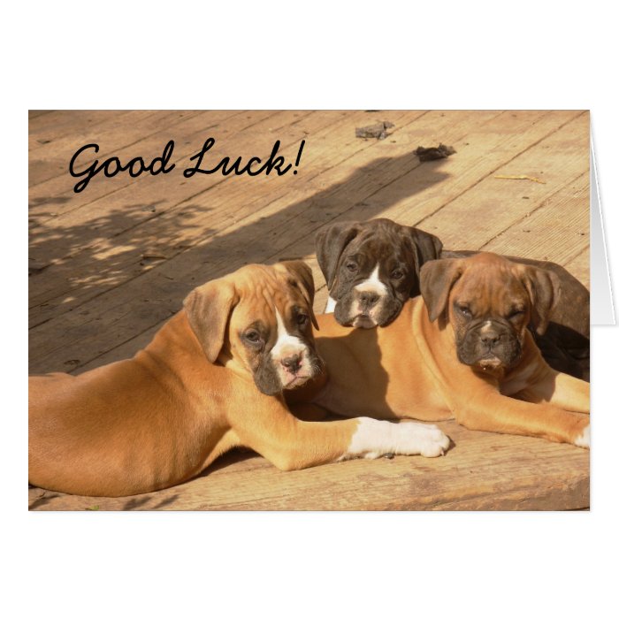 Good Luck Boxer puppies greeting card