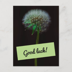 Good Luck Dandelion Postcard