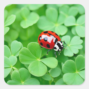 Good Luck Ladybug Square Sticker