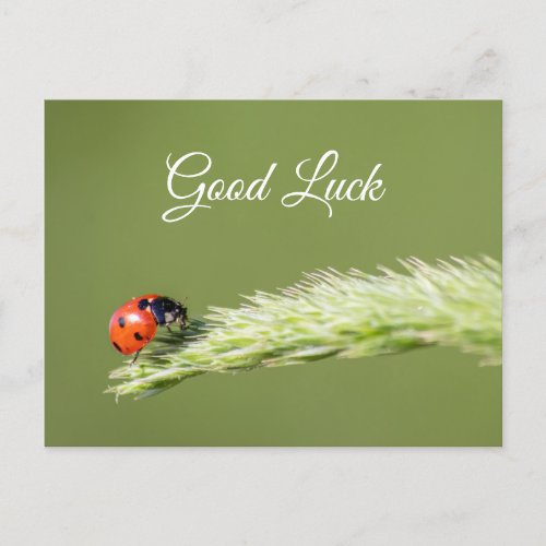 Good luck with cute little ladybug postcard