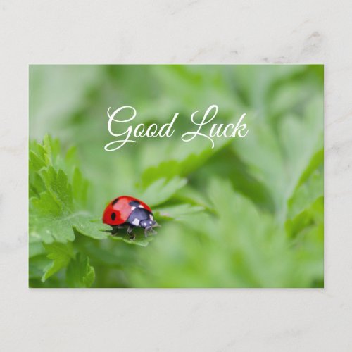 Good luck with cute little ladybug postcard